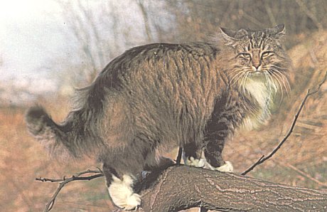37+ Norwegian forest cat breeders quebec Best Cute Cat Photos